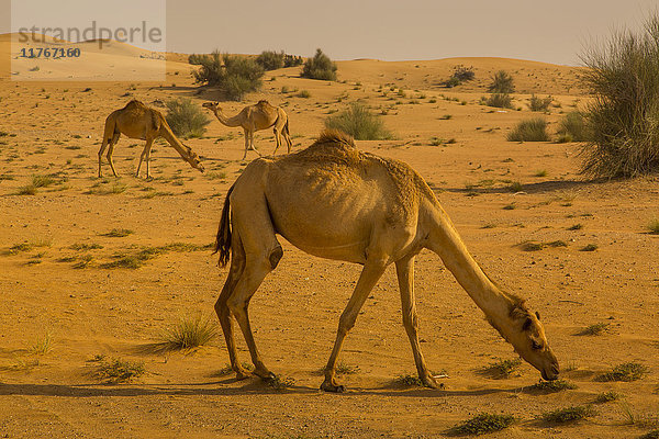 Rennkamele in der Wüste von Dubai  Dubai  Vereinigte Arabische Emirate  Naher Osten