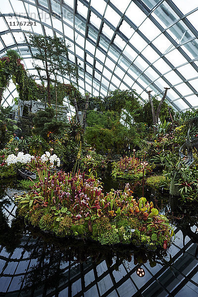 Ausstellung fleischfressender Pflanzen in der Biosphäre Cloud Forest  Gardens by the Bay  Singapur  Südostasien  Asien