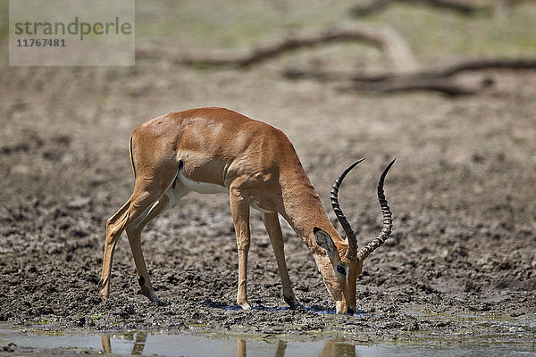 Impalabock (Aepyceros melampus) beim Trinken  Selous-Wildreservat  Tansania  Ostafrika  Afrika