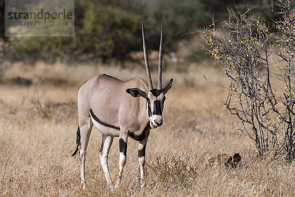 Beisa-Oryx (Oryx gazella beisa)  Kalama Conservancy  Samburu  Kenia  Ostafrika  Afrika