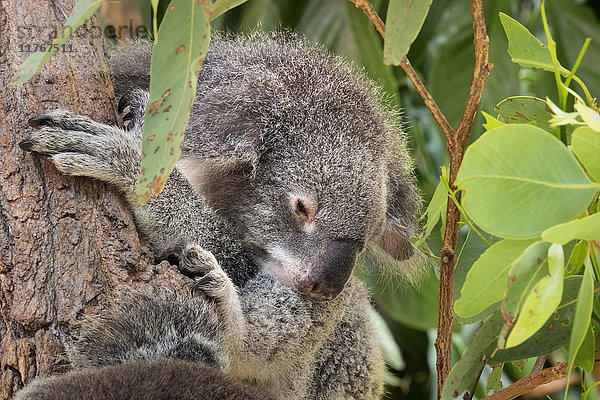 Koala (Phascularctos cinereus)  in Gefangenschaft  Australien  Pazifik