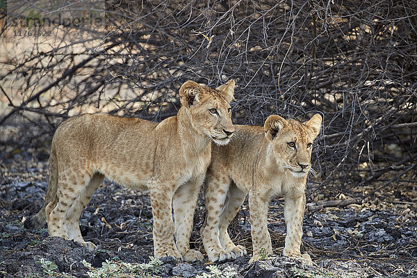 Zwei Löwenjunge (Panthera leo)  Selous Game Reserve  Tansania  Ostafrika  Afrika