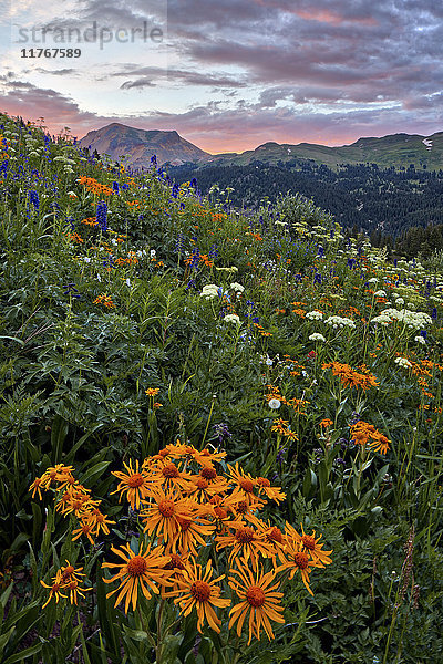 Alpine Wiese mit orangefarbenem Huflattich (Hymenoxys hoopesii) (Dugaldia hoopesii) (Helenium hoopesii) und anderen Wildblumen  San Juan National Forest  Colorado  Vereinigte Staaten von Amerika  Nordamerika