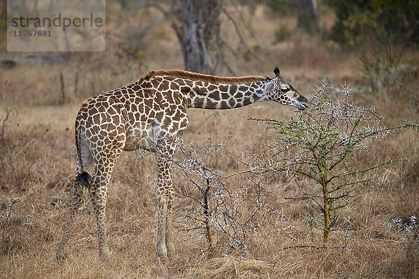 Junge Masai-Giraffe (Giraffa camelopardalis tippelskirchi) bei der Fütterung  Selous-Wildreservat  Tansania  Ostafrika  Afrika