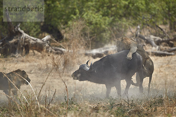 Zwei männliche Löwen (Panthera leo) greifen einen Kap-Büffel (Afrikanischer Büffel) (Syncerus caffer) an  Ruaha-Nationalpark  Tansania  Ostafrika  Afrika