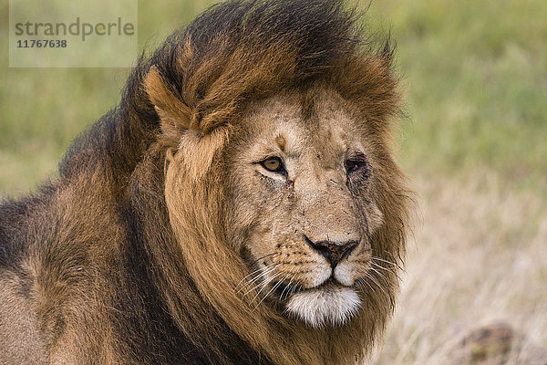 Porträt eines männlichen Löwen (Panthera leo)  Masai Mara  Kenia  Ostafrika  Afrika