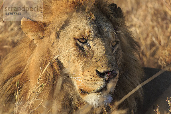 Afrikanischer Löwe (Leo panthera)  Serengeti-Nationalpark  Tansania  Ostafrika  Afrika