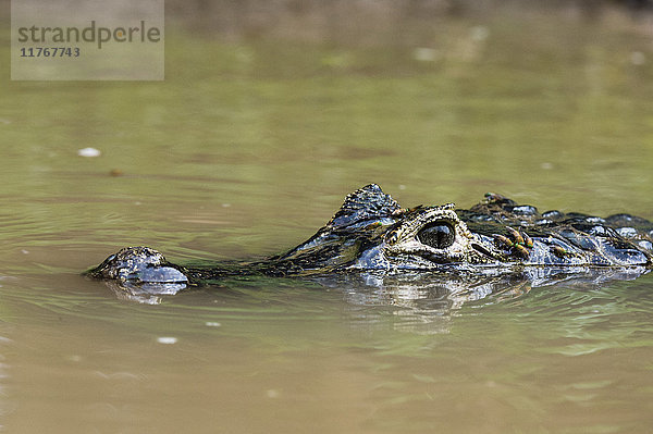 Yacare-Kaiman (Caiman crocodylus yacare)  Rio Negrinho  Pantanal  Mato Grosso  Brasilien  Südamerika