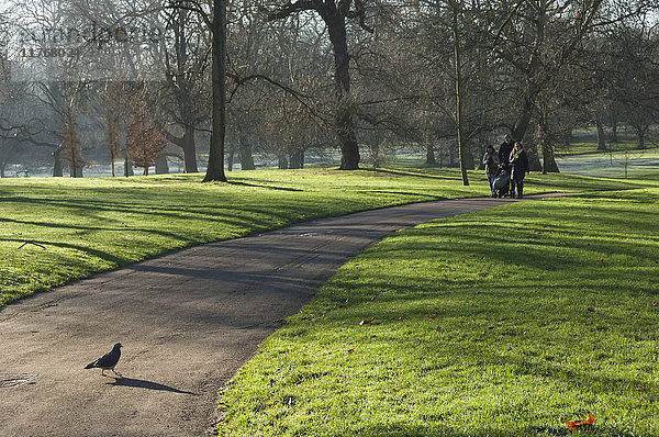 Grünes Sonnenlicht  Green Park  London  England  Vereinigtes Königreich  Europa