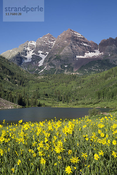 Alpine Sonnenblumen (Hymennoxys grandiflora)  Maroon Lake  Maroon Bells Peaks im Hintergrund  Maroon Bells Scenic Area  Colorado  Vereinigte Staaten von Amerika  Nordamerika