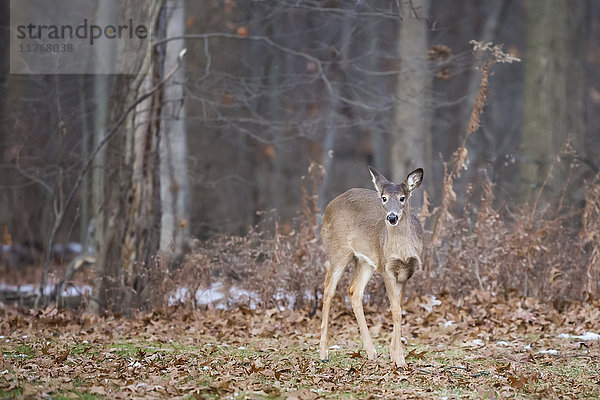 Weißwedelhirsch (Odocoileus virginianus)  Ohio  Vereinigte Staaten von Amerika  Nordamerika