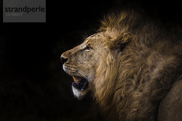 Afrikanischer Löwe im Schatten (Leo panthera)  Ngorongoro-Krater  Tansania  Ostafrika  Afrika