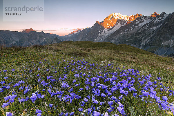 Violette Blumen und grüne Wiesen umrahmen das Mont-Blanc-Massiv in der Morgendämmerung  Grajische Alpen  Courmayeur  Aostatal  Italien  Europa