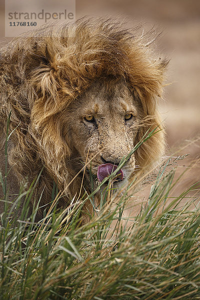 Afrikanischer Löwe (Panthera leo)  Serengeti-Nationalpark  Tansania  Ostafrika  Afrika