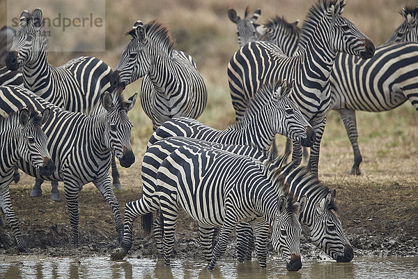 Gruppe von Zebras (Steppenzebras) (Equus burchelli) beim Trinken  Mikumi-Nationalpark  Tansania  Ostafrika  Afrika