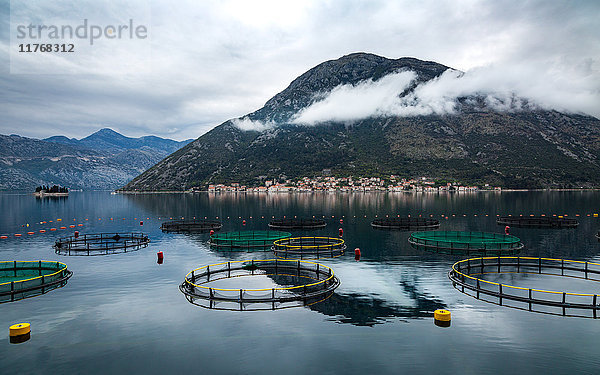 Blick über die Bucht von Kotor in Richtung der Stadt Perast  mit kreisförmigen Fischernetzen im Vordergrund  Bucht von Kotor  UNESCO-Weltkulturerbe  Montenegro  Europa