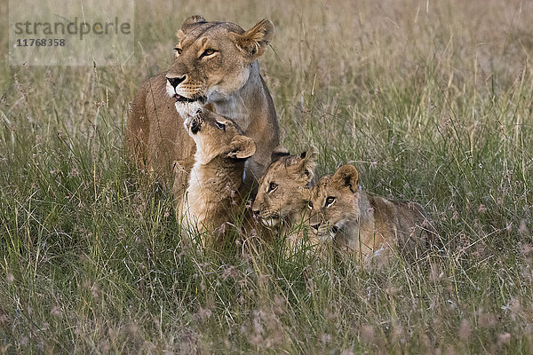 Eine Löwin (Panthera leo) wird von ihren Jungen bei ihrer Rückkehr begrüßt  Masai Mara  Kenia  Ostafrika  Afrika