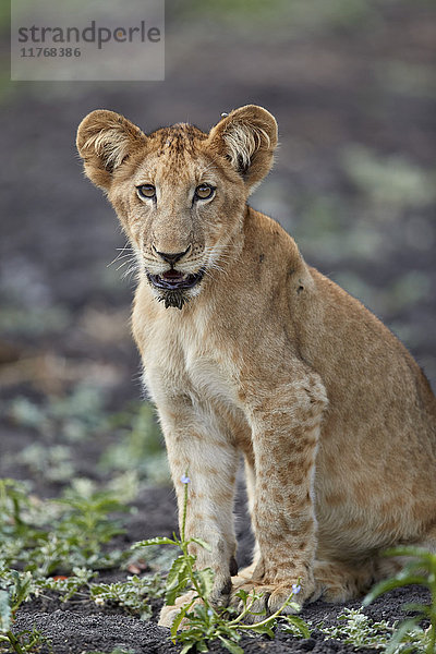 Löwenbaby (Panthera leo)  Selous-Wildreservat  Tansania  Ostafrika  Afrika