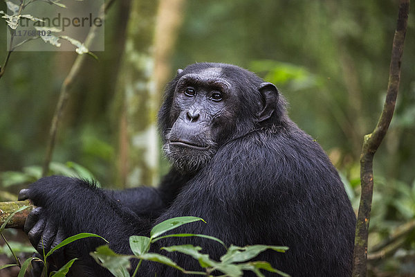 Schimpanse (Pan troglodytes)  Kibale-Nationalpark  Uganda  Afrika