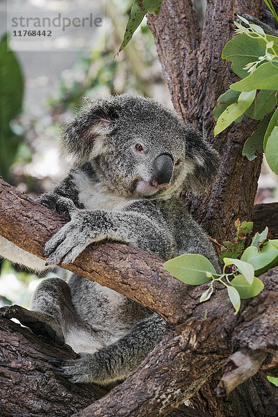 Koala (Phascularctos cinereus)  in Gefangenschaft  Australien  Pazifik