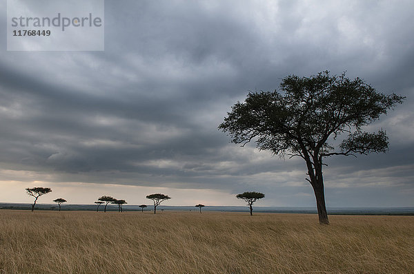 Akazienbäume  Masai Mara National Reserve  Kenia  Ostafrika  Afrika