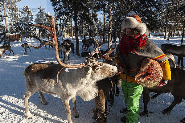 Eine junge Sami-Frau füttert Rentiere  Nutti Sami Dorf  Jukkasjarvi  Schweden  Skandinavien  Europa