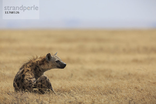Tüpfelhyäne (Crocuta crocuta)  Ngorongoro-Schutzgebiet  Tansania  Ostafrika  Afrika