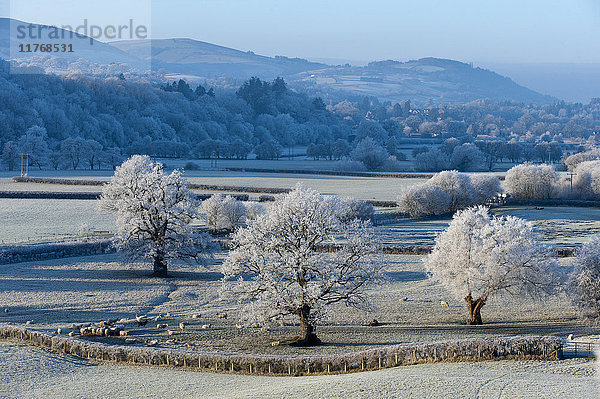 Frostige Landschaft  Powys  Wales  Vereinigtes Königreich  Europa