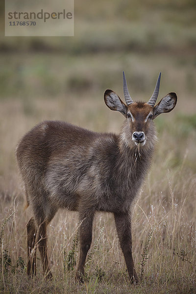 Wasserbock (Kobus ellipsiprymnus)  Arusha-Nationalpark  Tansania  Ostafrika  Afrika