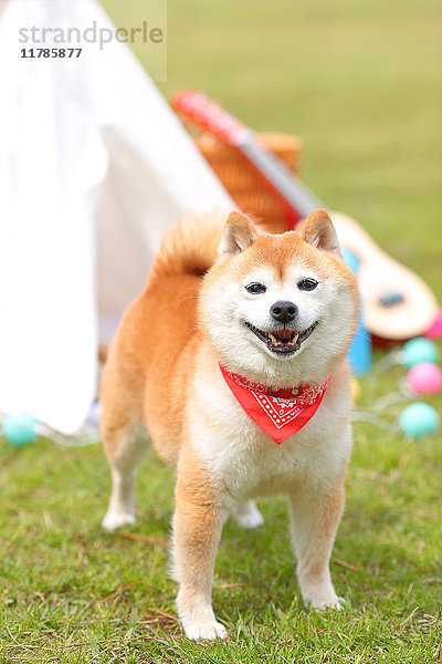 Shiba inu Hund bei Tipi-Zelt