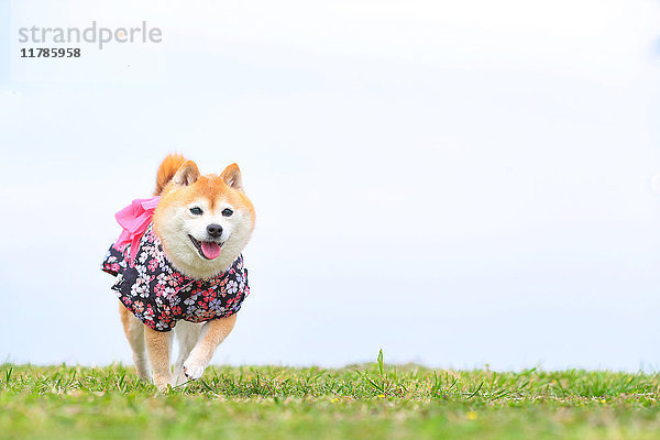 Shiba inu Hund trägt einen Yukata am Meer