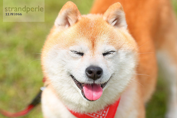 Shiba inu Hund Porträt