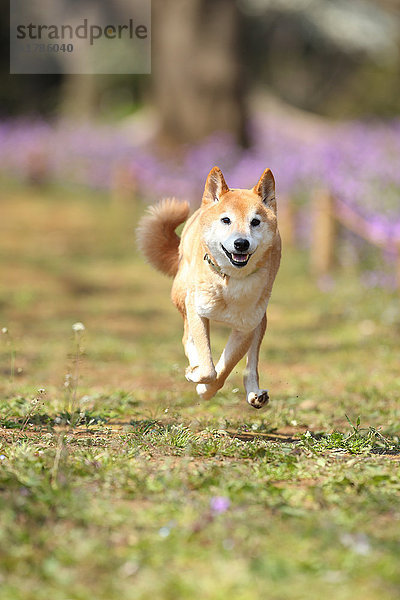 Shiba inu Hund im Blumenfeld