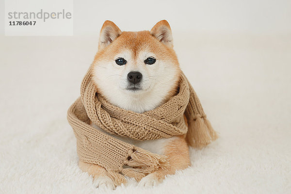 Shiba inu Hund trägt Schal