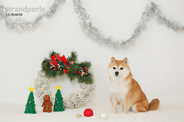 Shiba inu Hund mit Weihnachtsschmuck