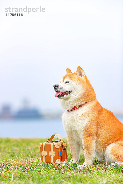 Shiba inu Hund am Meer