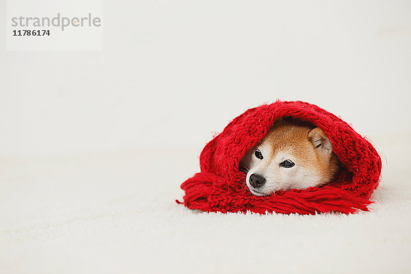 Shiba inu Hund trägt Schal