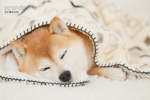 Shiba inu Hund trägt Decke