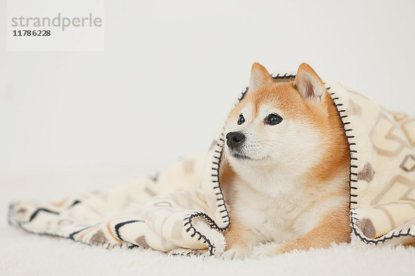 Shiba inu Hund trägt Decke