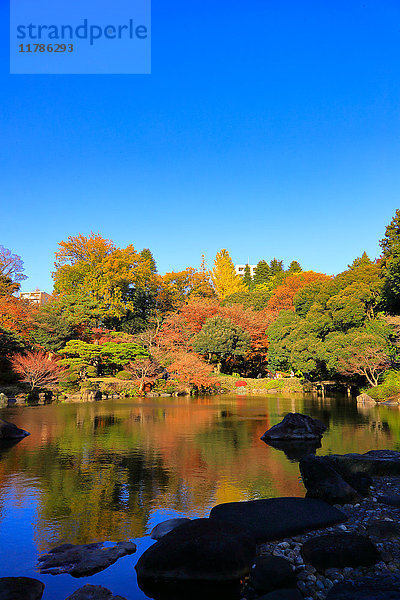 Herbstblätter in einem Stadtpark in der InnenstadtTokio  Japan