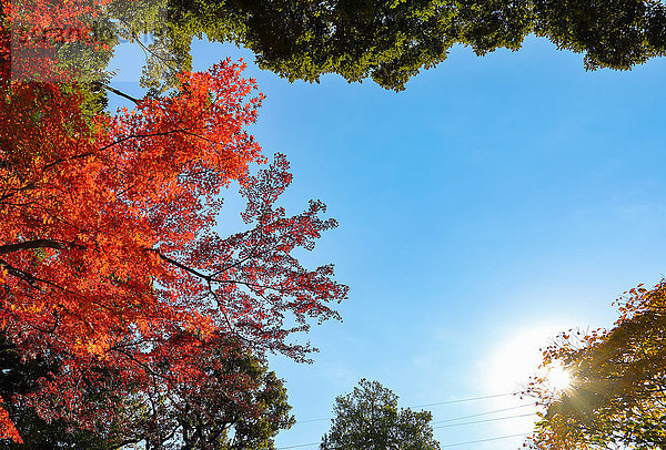 Herbstblätter in einem Stadtpark in der InnenstadtTokio  Japan