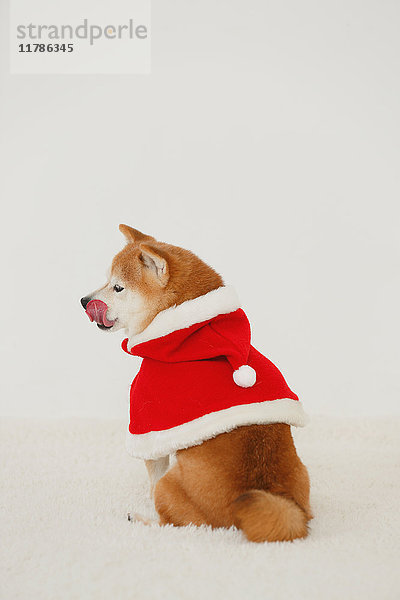 Shiba inu Hund mit Weihnachtskleidung