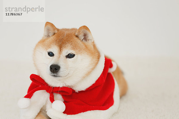 Shiba inu Hund mit Weihnachtskleidung