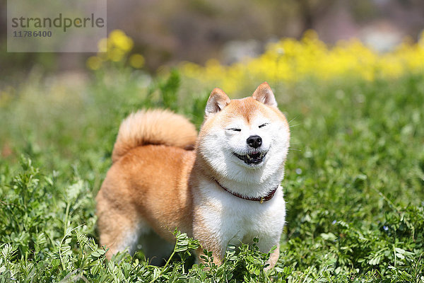 Shiba inu Hund im Blumenfeld