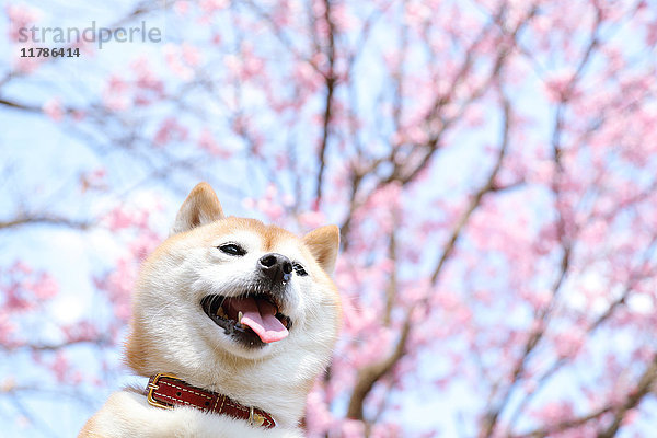Shiba inu Hund und blühende Kirschblüten