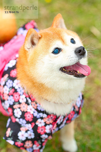 Shiba inu Hund trägt einen Yukata am Meer