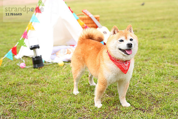 Shiba inu Hund bei Tipi-Zelt