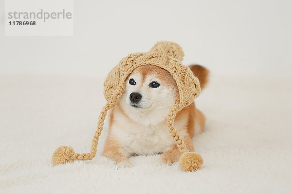 Shiba inu Hund trägt Hut