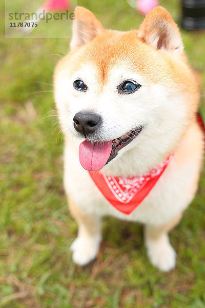 Shiba inu Hund Porträt
