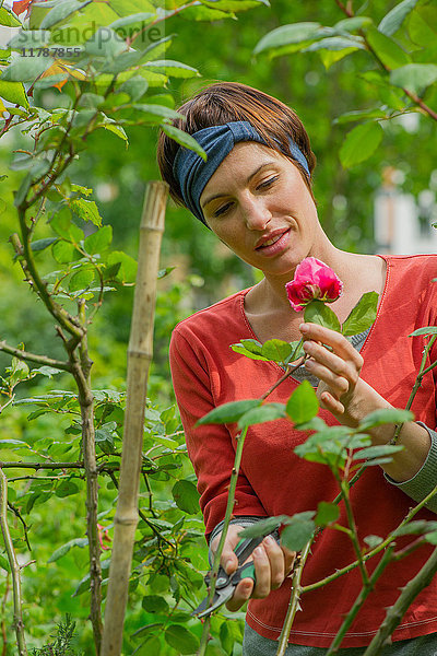 Frau schneidet Rose vom Busch im Garten